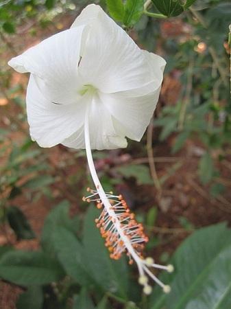 hibiscus-alb-integral - Flori hibiscus