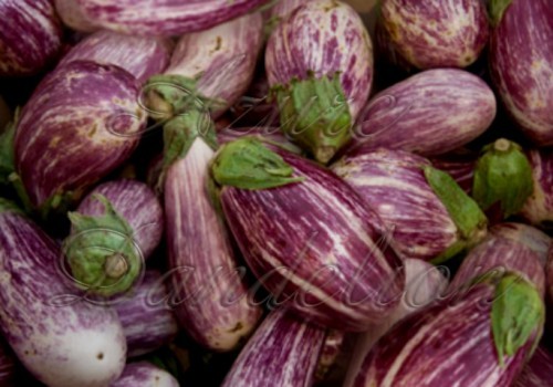 Pandora Striped Rose