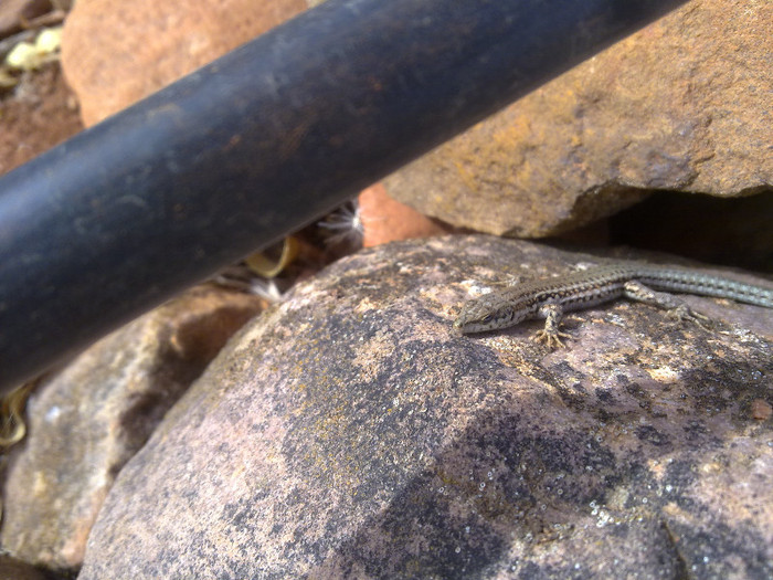 130920124153 - plante  insecte  viata