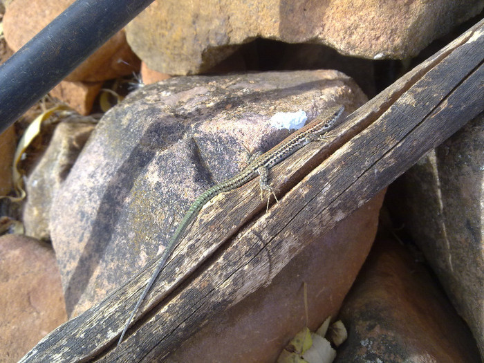 130920124151 - plante  insecte  viata