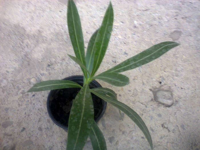 leandru rosu simplu-mersi ileana