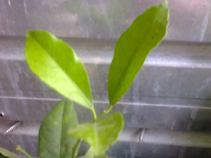 lamaiul s-a prins -mersi ileana