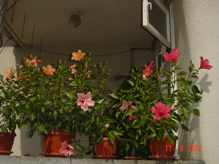 Picture 412 - 09-2012-HIBISCUS