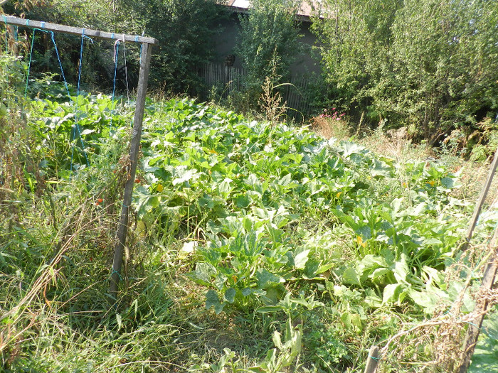 DSCN0445