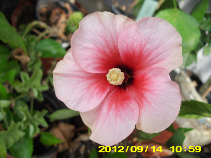 2012-07-08 325 - hibiscus