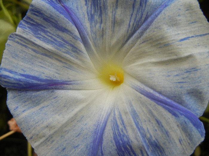 Ipomoea Flying Saucers (2012, Sep.14)