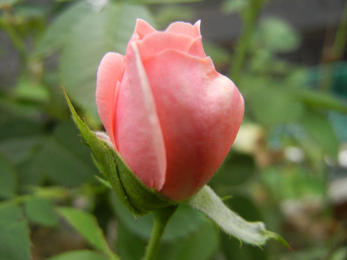 Rose Pleasure (2012, September 07)