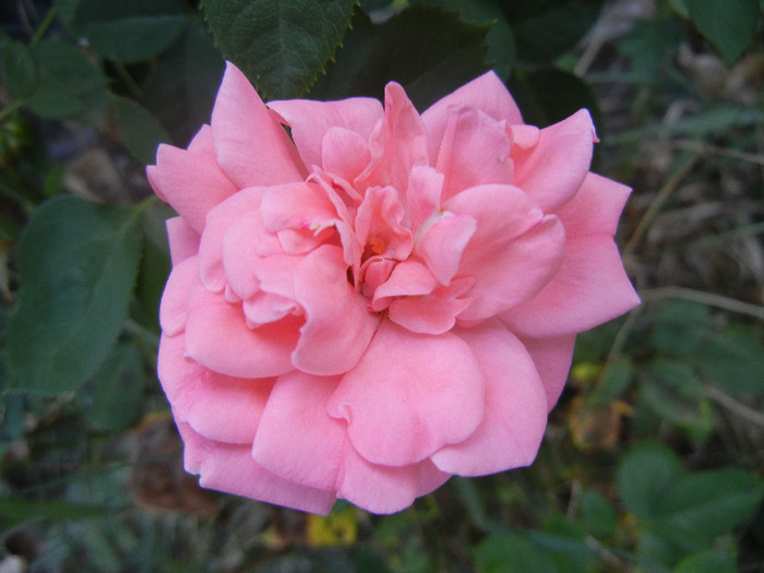 Rose Pleasure (2012, September 09)