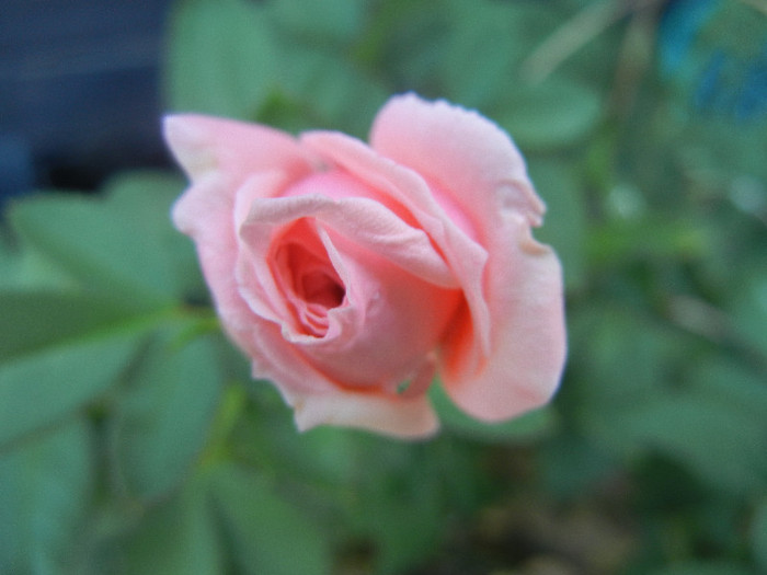 Rose Pleasure (2012, September 10)