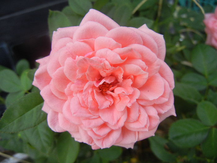 Rose Pleasure (2012, September 12)