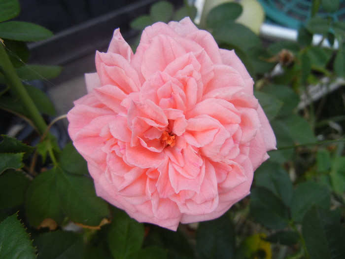 Rose Pleasure (2012, September 12)