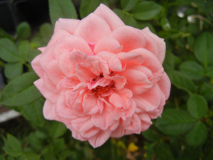 Rose Pleasure (2012, September 14)
