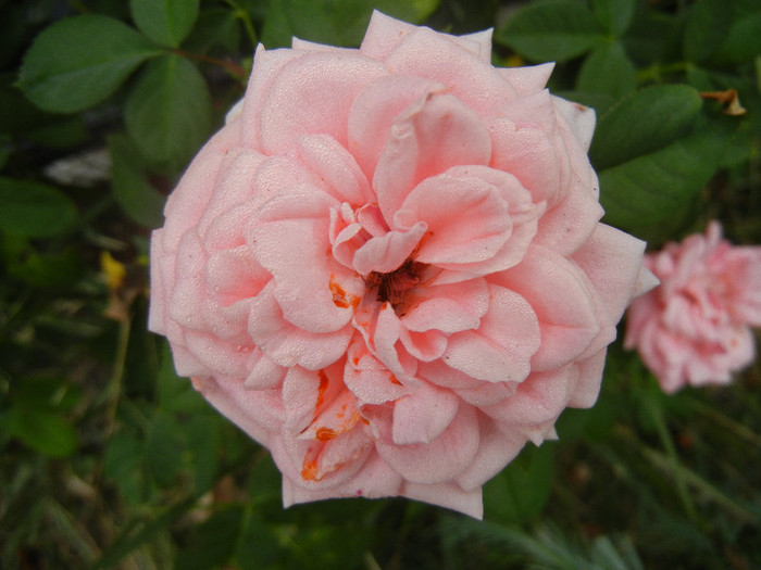 Rose Pleasure (2012, September 14)