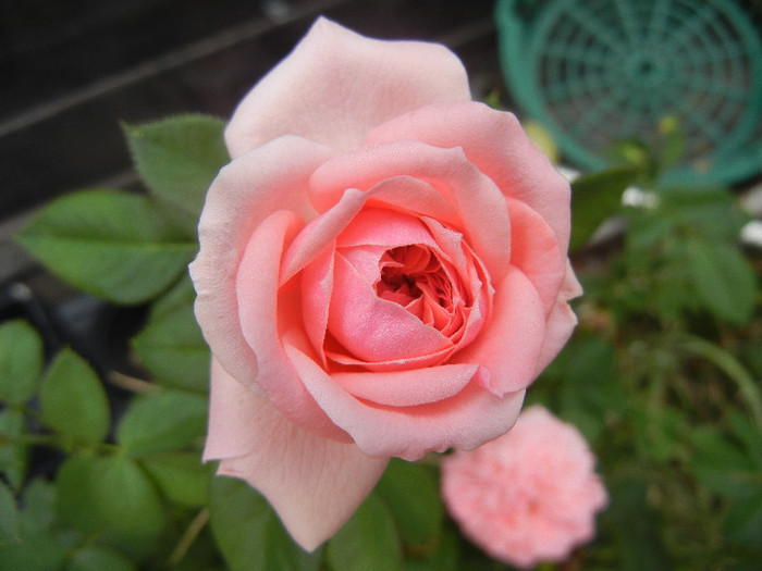 Rose Pleasure (2012, September 14)