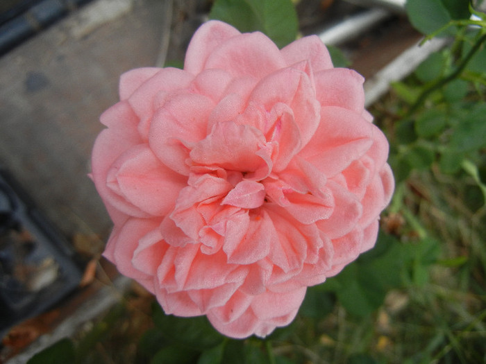 Rose Pleasure (2012, September 14)