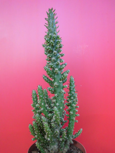 Austrocylindropuntia subulata monstrose