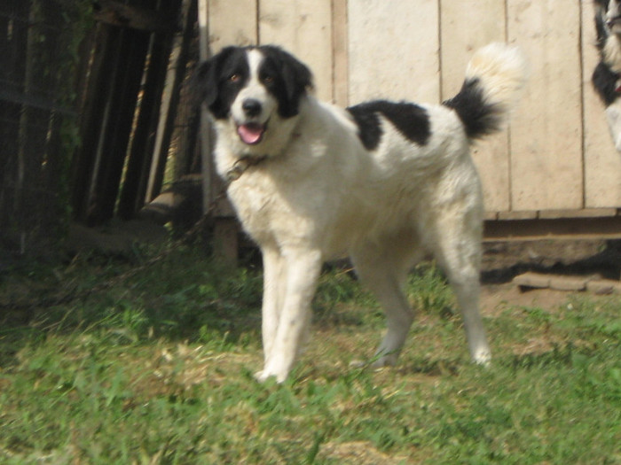 femela