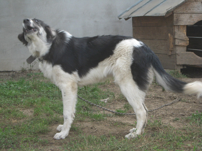 femela 6 luni