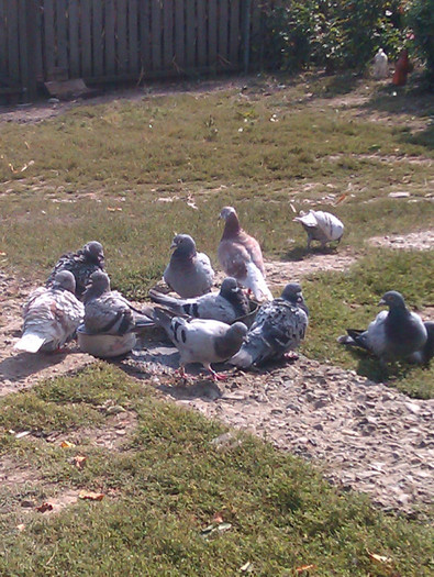 IMAG0449 - 0__ voiajori 2