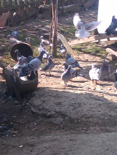 IMAG0452 - 0__ voiajori 2