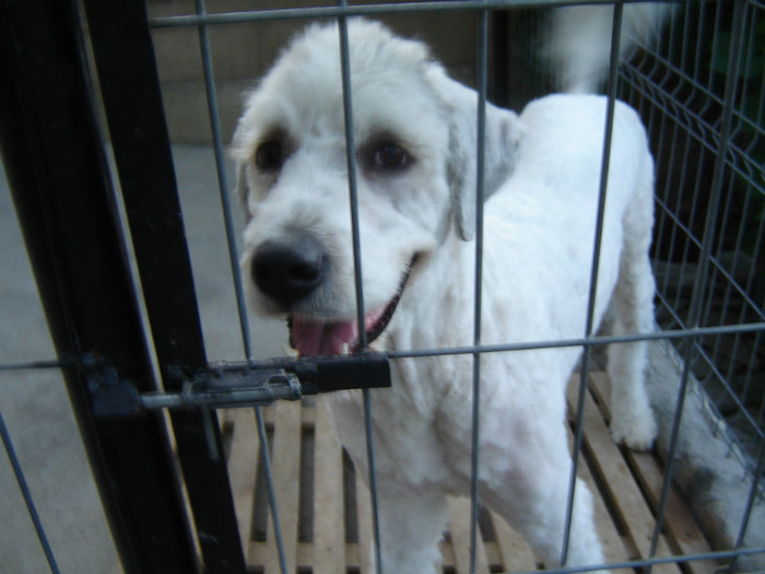 DSC08626; la o luna dupa ce ne-am tuns-este septembrie 2012
