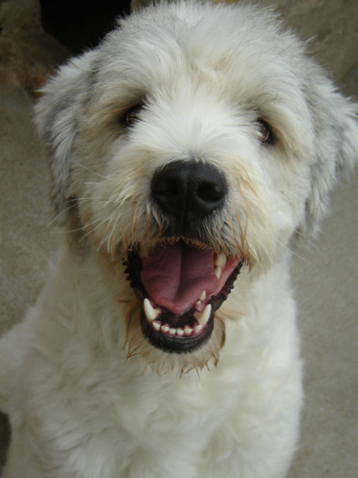 DSC08638; sunt vesela desi blana e cam scurta
