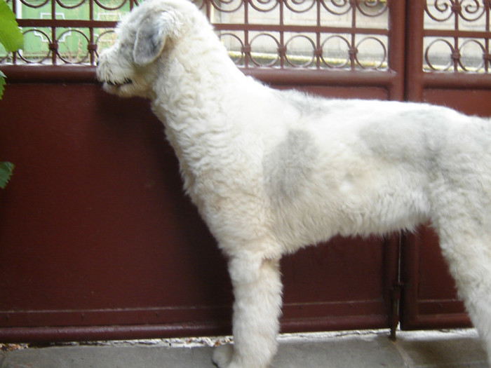 DSC08672 - o noua membra a familiei-MARA-CIOBANESC MIORITIC