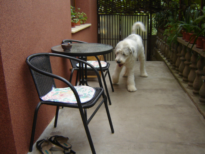 DSC08679 - o noua membra a familiei-MARA-CIOBANESC MIORITIC