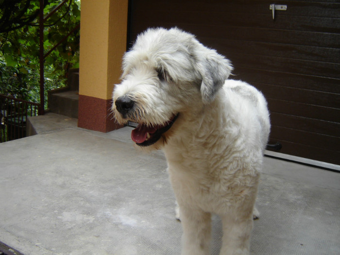 DSC08684 - o noua membra a familiei-MARA-CIOBANESC MIORITIC