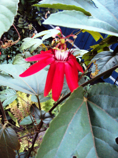 Passiflora vitifolia - Passiflora