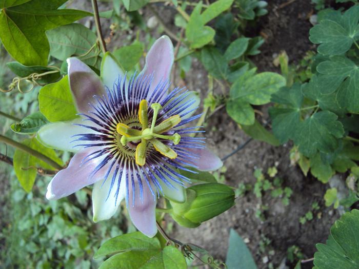 passiflora alatocaerulea - Passiflora