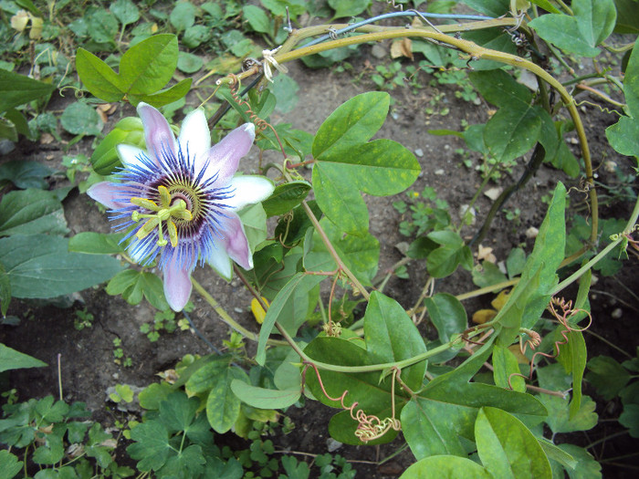 DSC00408 - Passiflora