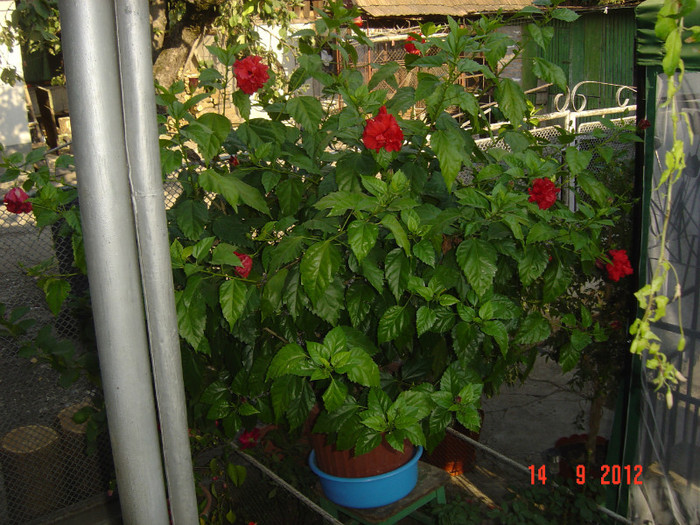 Picture 431 - 09-2012-HIBISCUS