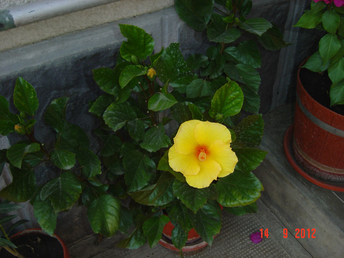 Picture 426 - 09-2012-HIBISCUS