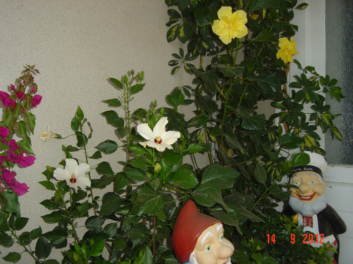 Picture 427 - 09-2012-HIBISCUS