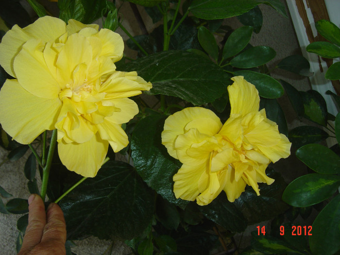 Picture 428 - 09-2012-HIBISCUS