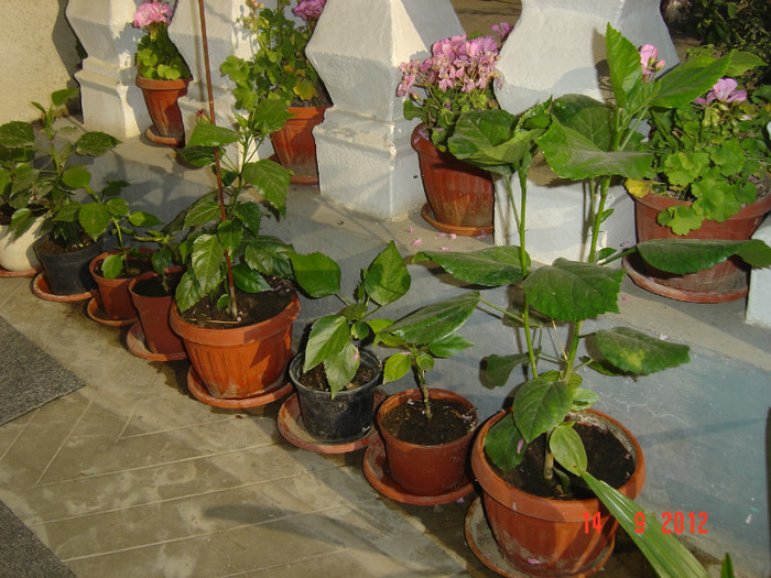 Picture 429 - 09-2012-HIBISCUS