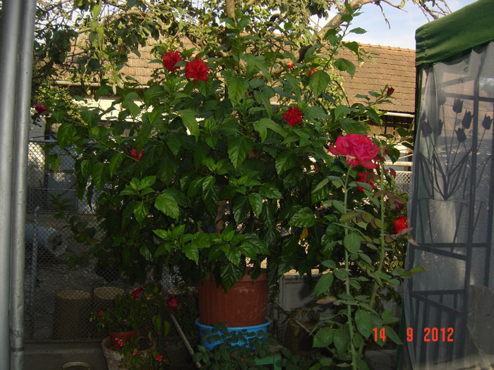 Picture 430 - 09-2012-HIBISCUS