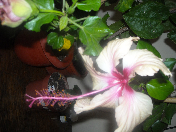 Hibiscus Rowenas Weeding - Hibiscus 2012-3