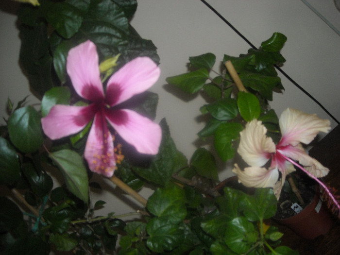 Hibiscus Fidjian Island   Rowena's Weding