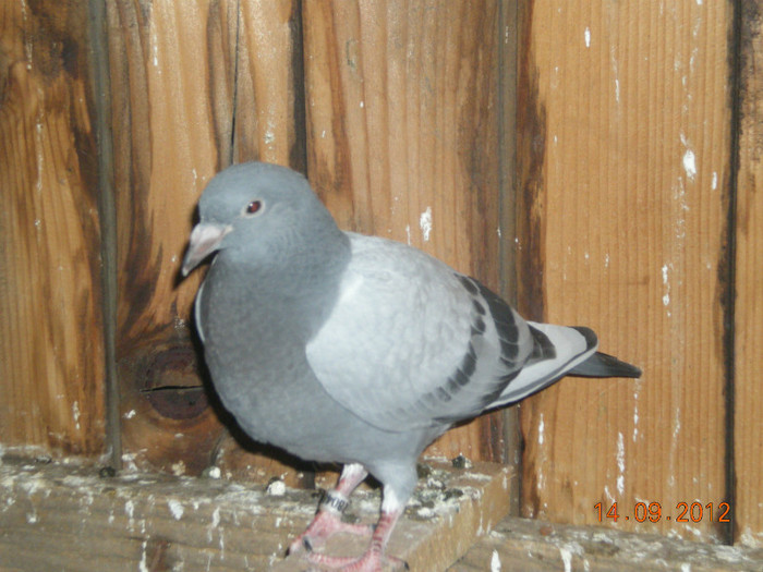 Picture 008 - Pui-2012