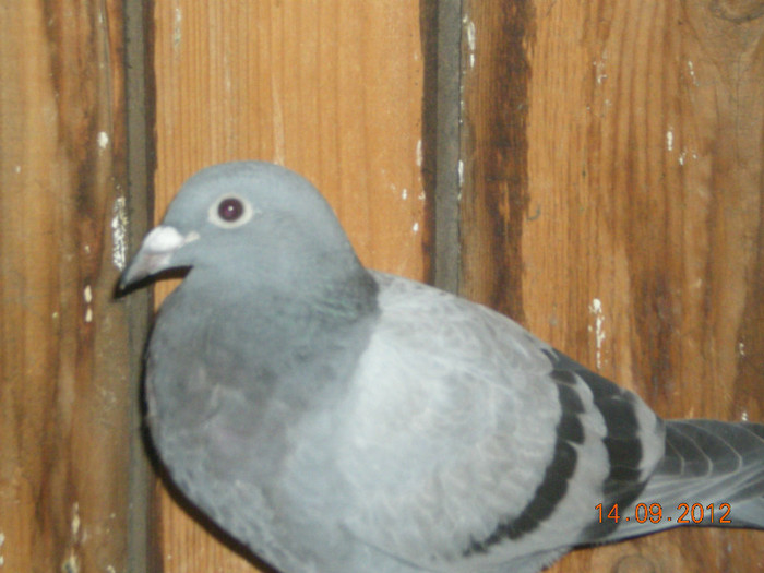 Picture 009 - Pui-2012