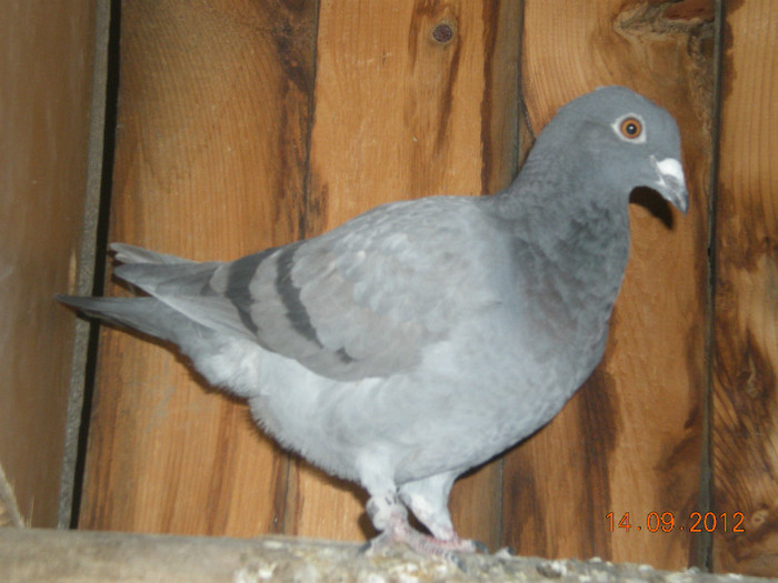 Picture 002 - Pui-2012