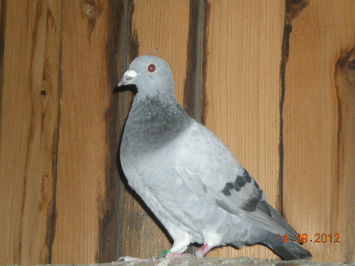 Picture 010 - Pui-2012