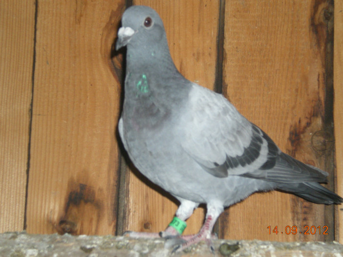 Picture 012 - Pui-2012