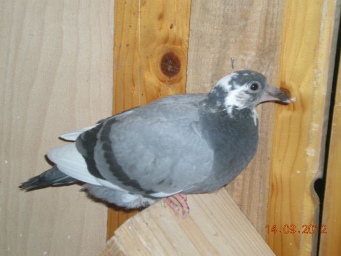 Picture 018 - Pui-2012