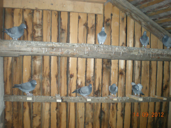 Picture 022 - Pui-2012
