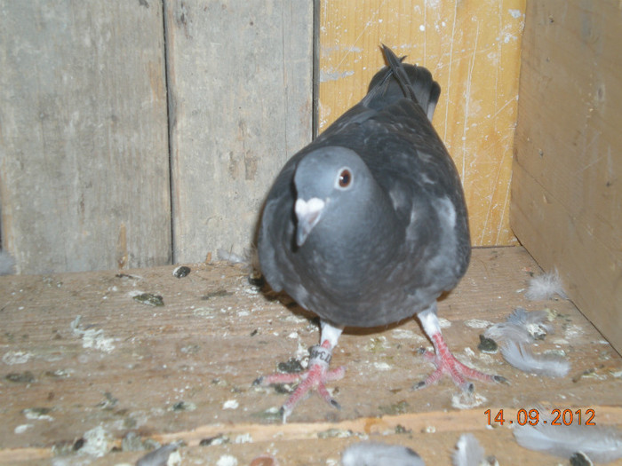 Picture 033; Pui de la domnul Farcas Ciprian SI Andreea
