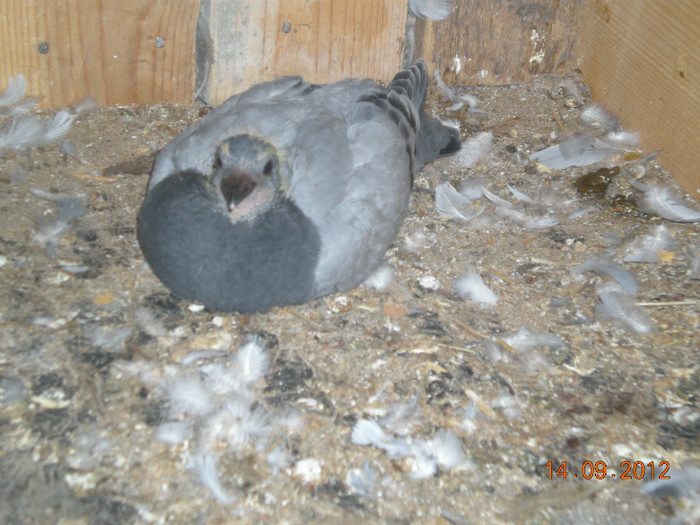 Picture 038; nepotul lui '409
