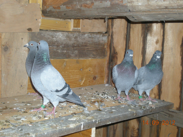 Picture 043; la gramada
